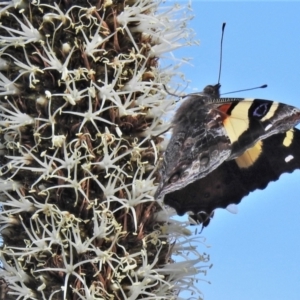 Vanessa itea at Coree, ACT - 28 Oct 2021