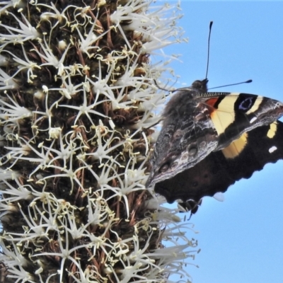 Vanessa itea (Yellow Admiral) at Coree, ACT - 28 Oct 2021 by JohnBundock