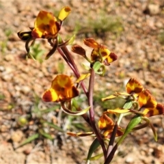 Diuris semilunulata (Late Leopard Orchid) at Lower Cotter Catchment - 28 Oct 2021 by JohnBundock