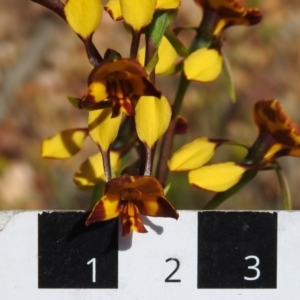 Diuris semilunulata at Coree, ACT - suppressed