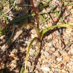 Diuris semilunulata at Coree, ACT - suppressed