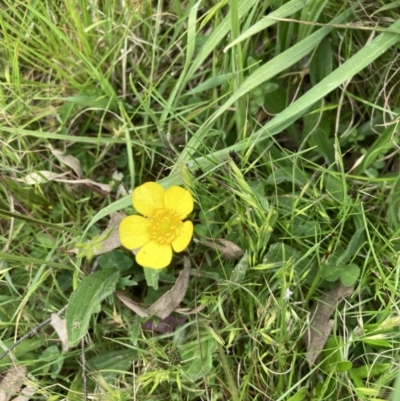 Ranunculus sp. (Buttercup) at Throsby, ACT - 28 Oct 2021 by Jenny54