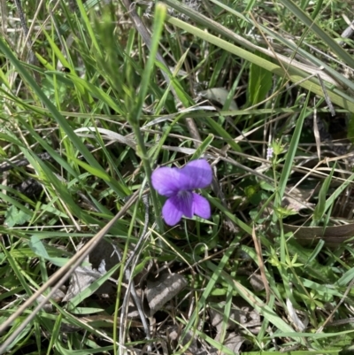 Viola sp. (Violet) at Mulligans Flat - 27 Oct 2021 by Jenny54