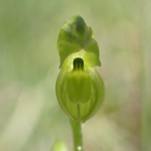 Hymenochilus muticus at Paddys River, ACT - suppressed