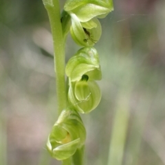 Hymenochilus muticus at Paddys River, ACT - suppressed