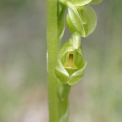 Hymenochilus muticus at Paddys River, ACT - suppressed