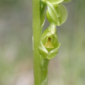 Hymenochilus muticus at Paddys River, ACT - suppressed