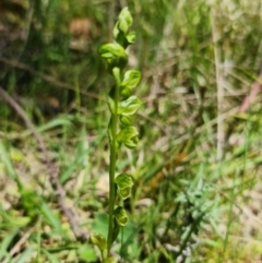 Hymenochilus muticus at Paddys River, ACT - suppressed