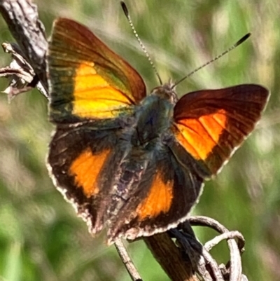 Paralucia aurifera (Bright Copper) at Paddys River, ACT - 27 Oct 2021 by AnneG1