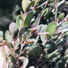 Leptospermum micromyrtus (Button Tea-tree) at Rendezvous Creek, ACT - 24 Oct 2021 by Tapirlord