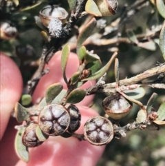 Leptospermum micromyrtus at Rendezvous Creek, ACT - 24 Oct 2021