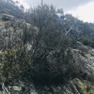 Leptospermum micromyrtus at Rendezvous Creek, ACT - 24 Oct 2021