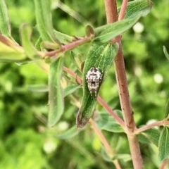 Araneinae (subfamily) (Orb weaver) at Molonglo Valley, ACT - 28 Oct 2021 by KMcCue