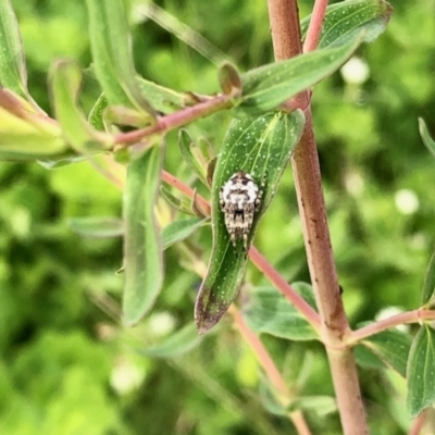 Araneinae (subfamily) (Orb weaver) at Molonglo Valley, ACT - 27 Oct 2021 by KMcCue