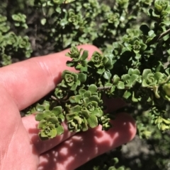 Prostanthera cuneata (Alpine Mint Bush) at Rendezvous Creek, ACT - 24 Oct 2021 by Tapirlord