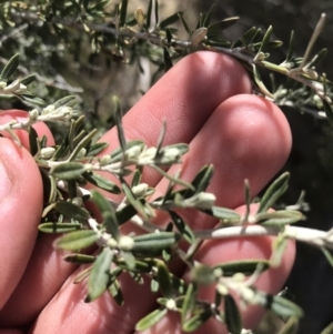 Ozothamnus secundiflorus at Mount Clear, ACT - 24 Oct 2021 01:55 PM