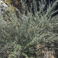 Ozothamnus secundiflorus at Mount Clear, ACT - 24 Oct 2021 01:55 PM