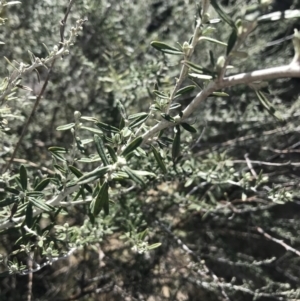 Ozothamnus secundiflorus at Mount Clear, ACT - 24 Oct 2021 01:55 PM