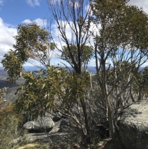 Eucalyptus pauciflora subsp. debeuzevillei at Namadgi National Park - 24 Oct 2021 02:08 PM