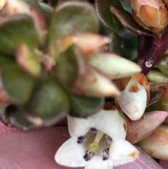 Epacris robusta at Mount Clear, ACT - 24 Oct 2021