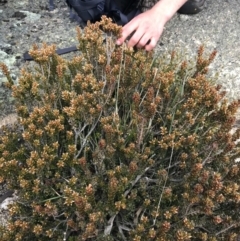 Epacris robusta at Mount Clear, ACT - 24 Oct 2021