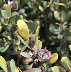 Leptospermum micromyrtus (Button Tea-tree) at Mount Clear, ACT - 24 Oct 2021 by Tapirlord