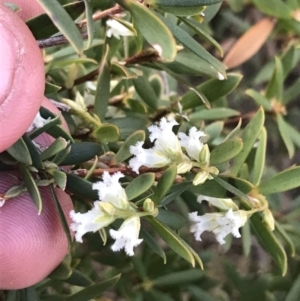 Leucopogon gelidus at Mount Clear, ACT - 24 Oct 2021 03:08 PM