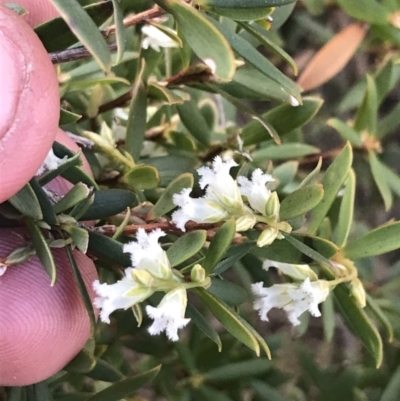 Leucopogon gelidus at Mount Clear, ACT - 24 Oct 2021 by Tapirlord