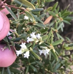 Leucopogon gelidus at Mount Clear, ACT - 24 Oct 2021 03:08 PM