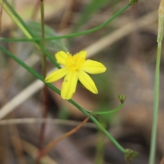 Tricoryne elatior (Yellow Rush Lily) at Wodonga, VIC - 28 Oct 2021 by KylieWaldon