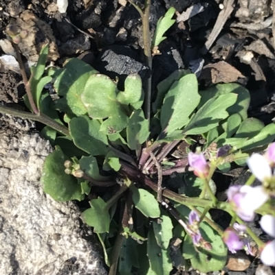 Cardamine franklinensis (Franklin Bitter Cress) at Rendezvous Creek, ACT - 24 Oct 2021 by Tapirlord