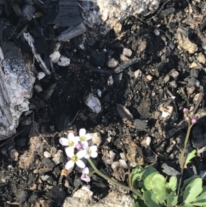 Cardamine franklinensis at Rendezvous Creek, ACT - 24 Oct 2021