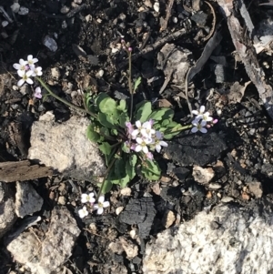 Cardamine franklinensis at Rendezvous Creek, ACT - 24 Oct 2021