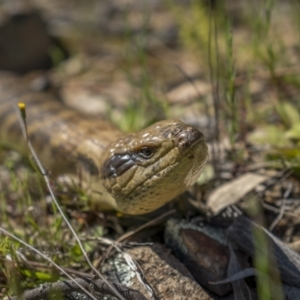 Tiliqua scincoides scincoides at Tennent, ACT - 17 Oct 2021