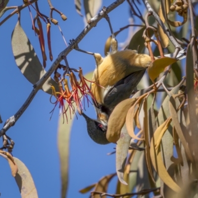 Acanthorhynchus tenuirostris (Eastern Spinebill) at Tennent, ACT - 17 Oct 2021 by trevsci