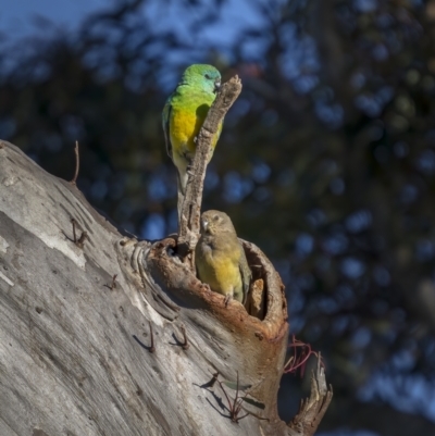 Psephotus haematonotus (Red-rumped Parrot) at Tennent, ACT - 16 Oct 2021 by trevsci