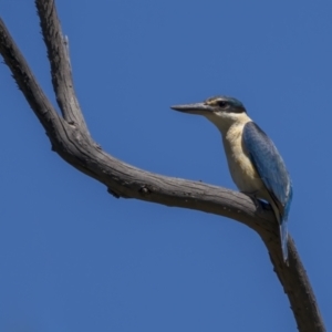 Todiramphus sanctus at Tennent, ACT - 17 Oct 2021