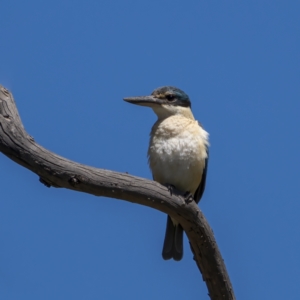 Todiramphus sanctus at Tennent, ACT - 17 Oct 2021