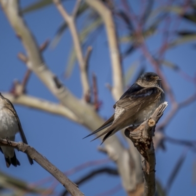 Petrochelidon nigricans (Tree Martin) at Tennent, ACT - 16 Oct 2021 by trevsci