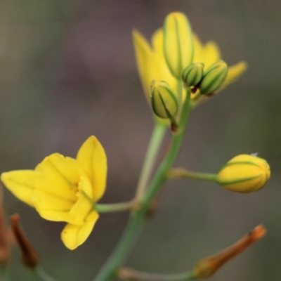 Bulbine bulbosa (Golden Lily) at Wodonga, VIC - 28 Oct 2021 by KylieWaldon
