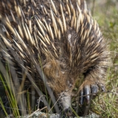 Tachyglossus aculeatus (Short-beaked Echidna) at Tennent, ACT - 17 Oct 2021 by trevsci