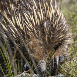 Tachyglossus aculeatus at Tennent, ACT - 17 Oct 2021 11:11 AM