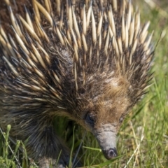 Tachyglossus aculeatus at Tennent, ACT - 17 Oct 2021 11:11 AM