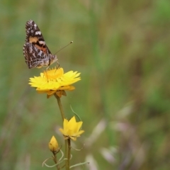 Vanessa kershawi (Australian Painted Lady) at Wodonga, VIC - 28 Oct 2021 by KylieWaldon