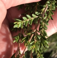 Baeckea utilis (Mountain Baeckea) at Rendezvous Creek, ACT - 24 Oct 2021 by Tapirlord