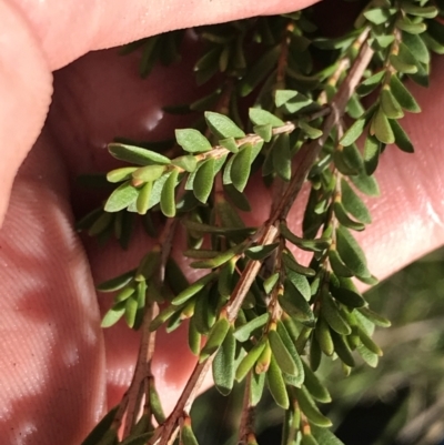 Baeckea utilis (Mountain Baeckea) at Rendezvous Creek, ACT - 24 Oct 2021 by Tapirlord