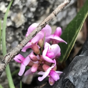 Hardenbergia violacea at Rendezvous Creek, ACT - 24 Oct 2021 04:59 PM