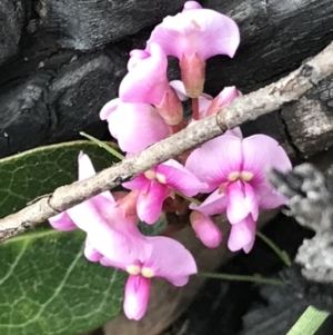 Hardenbergia violacea at Rendezvous Creek, ACT - 24 Oct 2021