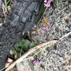 Hardenbergia violacea at Rendezvous Creek, ACT - 24 Oct 2021