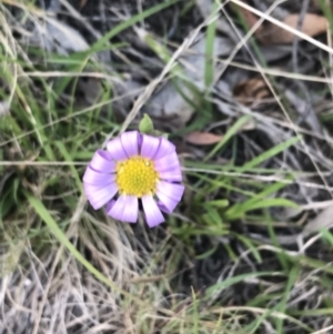 Calotis scabiosifolia var. integrifolia at Rendezvous Creek, ACT - 24 Oct 2021